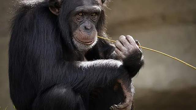 Simpanse menggunakan alat sederhana untuk mengambil makanan di alam liar.