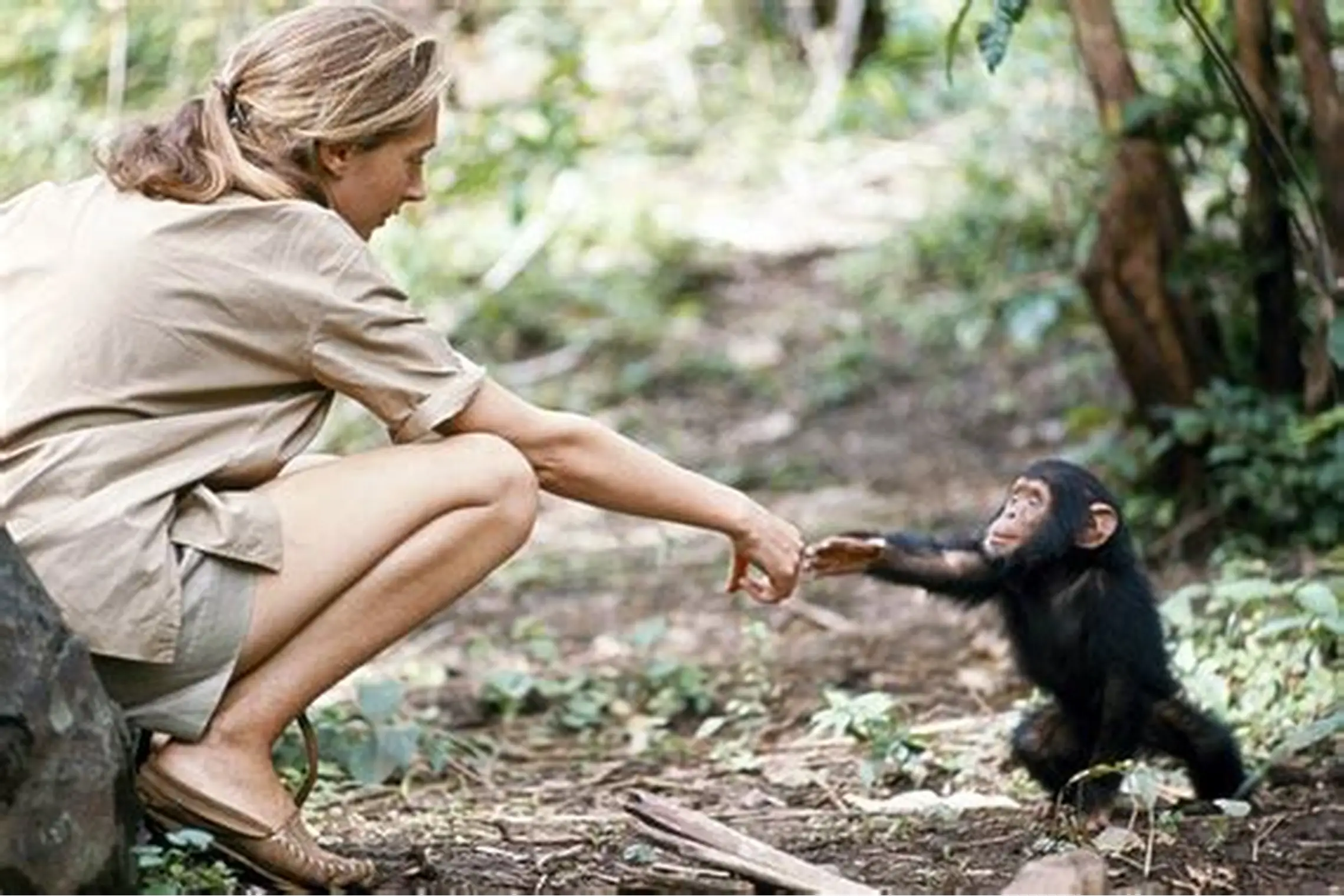 Jane Goodall muda memulai pengamatan satwa liar di Afrika.