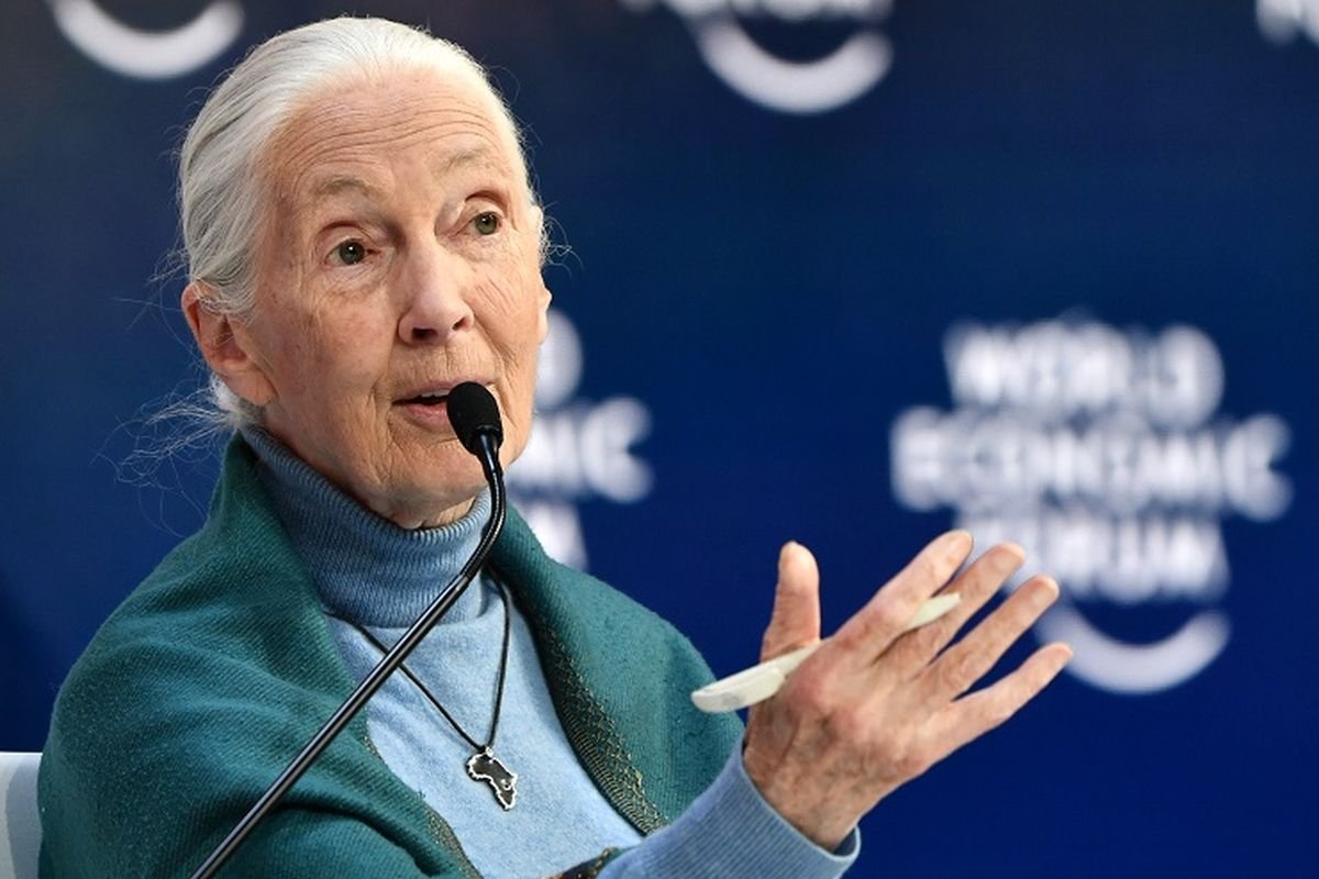 Jane Goodall sebagai ilmuwan dan aktivis konservasi satwa liar.