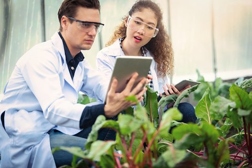 Peneliti melakukan observasi lapangan sebagai bagian dari proses penelitian ilmiah.