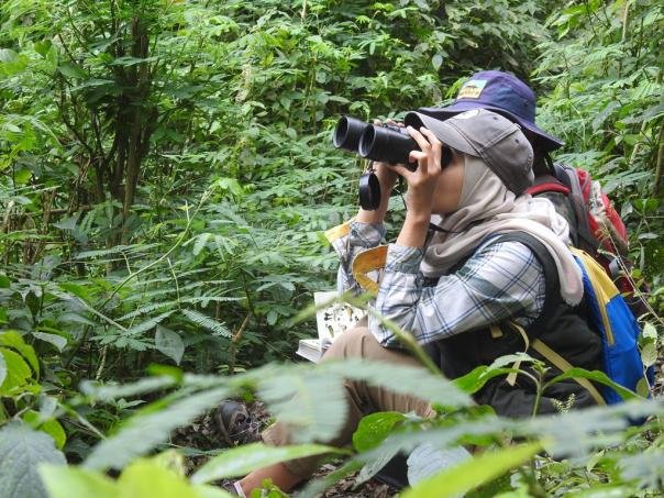 Peneliti melakukan observasi satwa liar di habitat alami sebagai bagian dari penelitian lapangan.
